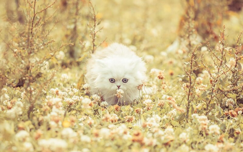 White Kitten in Flowers — Serene, Spring, Photograph, Grass