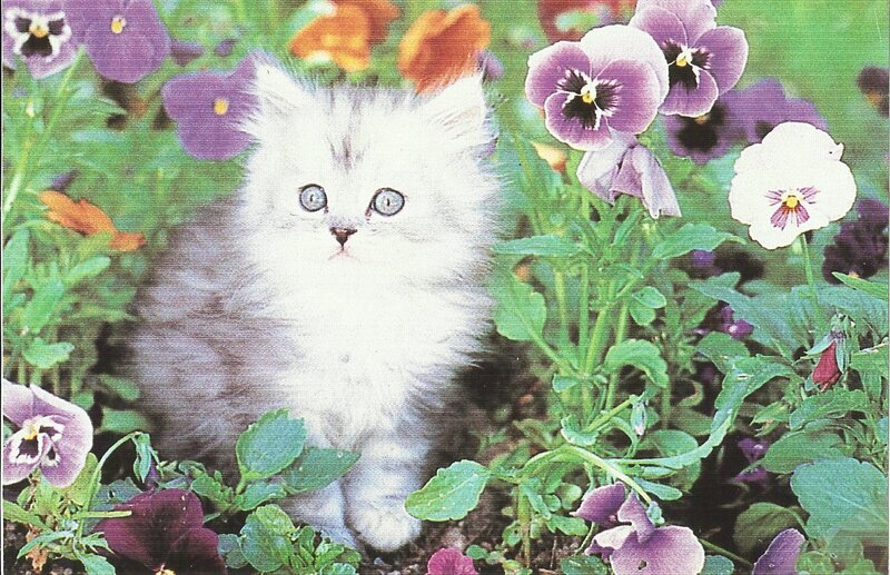 White Kitten in Flowers — Serene, Spring, Photograph