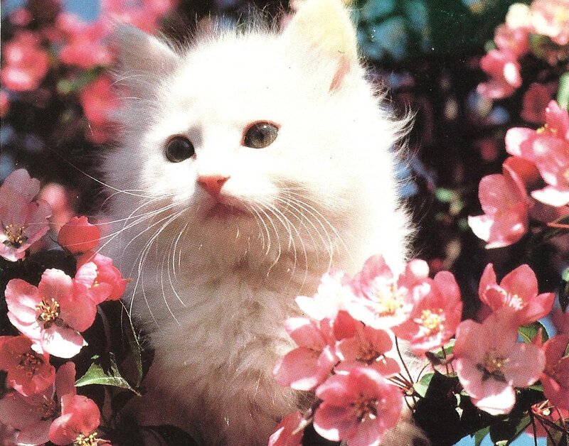 White Kitten in Flowers — Serene, Spring
