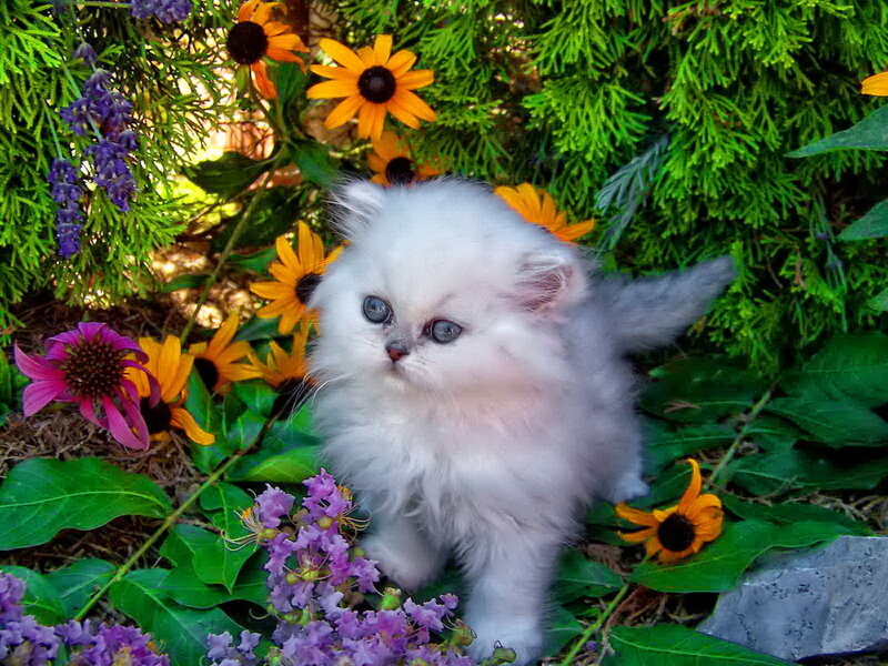 White Kitten in Flowers — Serene