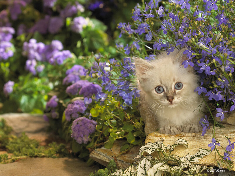 White Kitten in Flowers