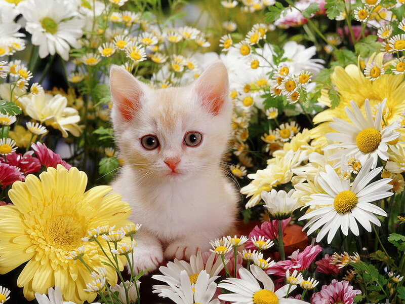 White Kitten in Flowers — Yellow, Calm, Spring