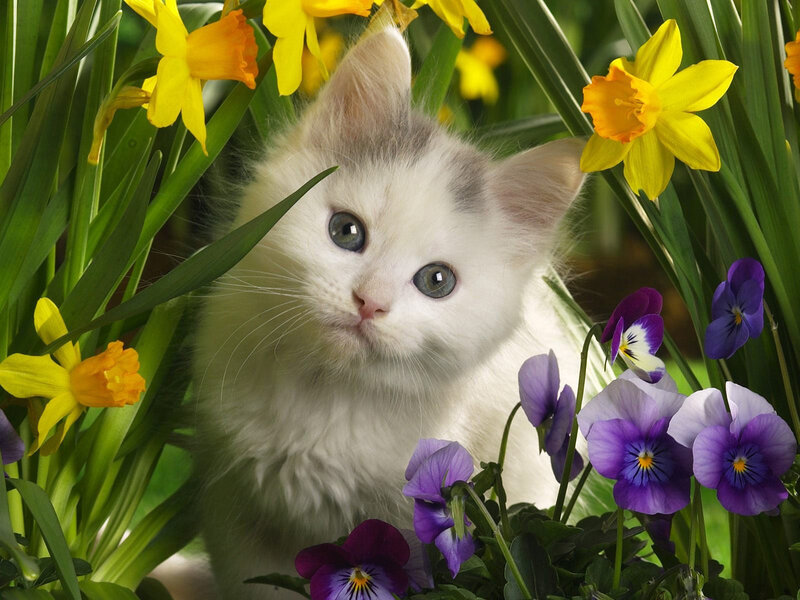 White Kitten in Flowers — Yellow, Calm