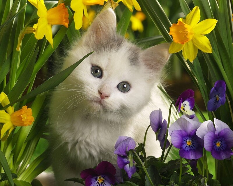 White Kitten in Flowers — Yellow, Serene, Spring, Photograph