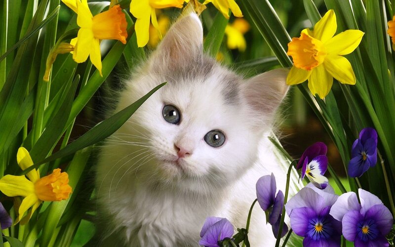 White Kitten in Flowers — Yellow, Serene