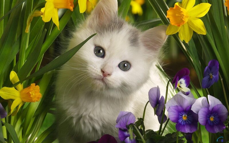 White Kitten in Flowers — Yellow