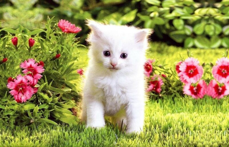 White Kitten in Garden — Serene, Spring