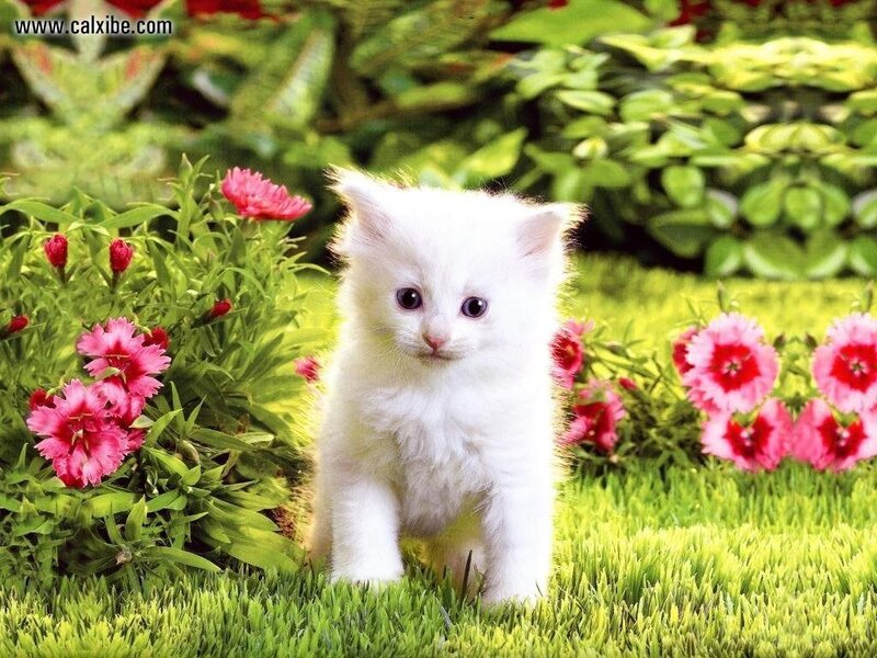 White Kitten in Garden — Serene