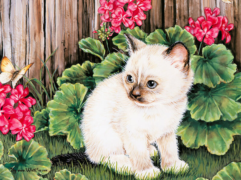 White Kitten in Garden