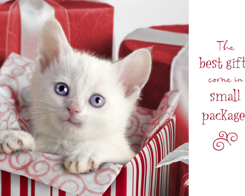 White Kitten in Gift Box