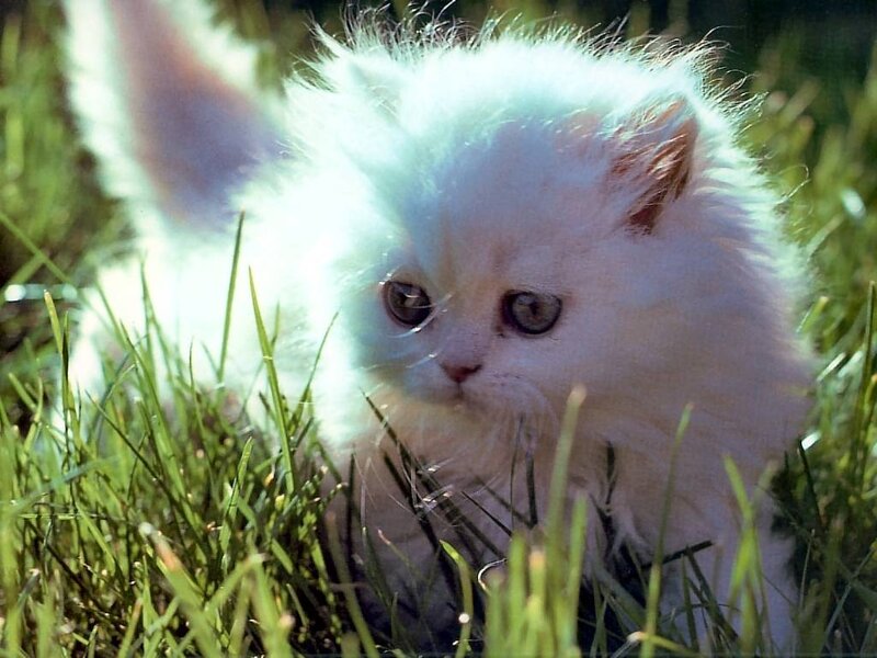 White Kitten in Grass — Calm, Afternoon, Photograph