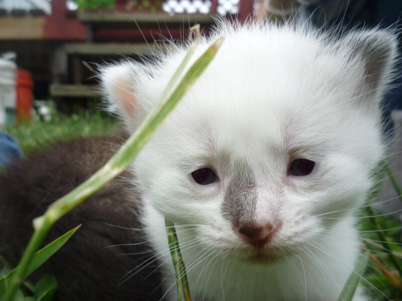 White Kitten in Grass — Calm, Afternoon