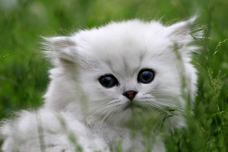 White Kitten in Grass — Calm, Summer