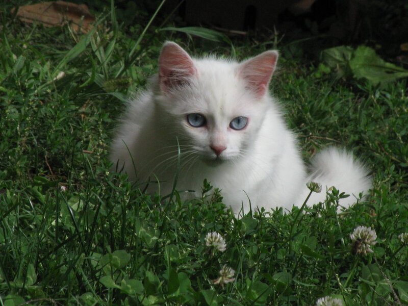 White Kitten in Grass — Calm