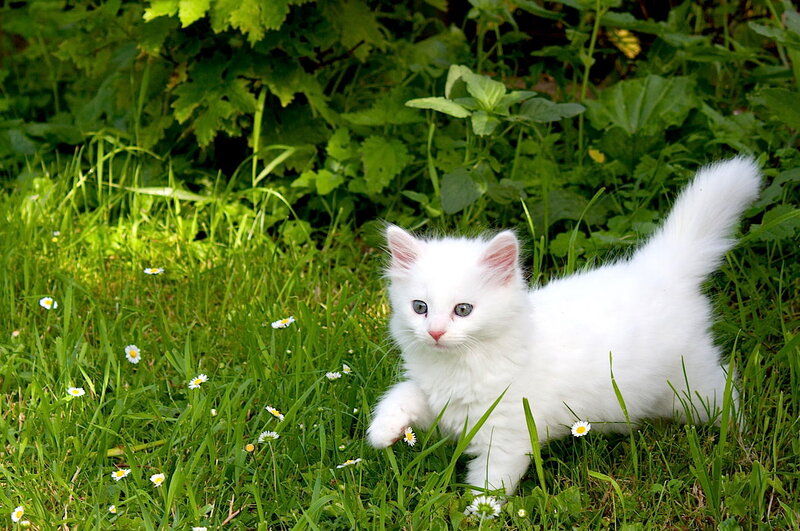 White Kitten in Grass — Green, Calm, Afternoon, Photograph, Daisies