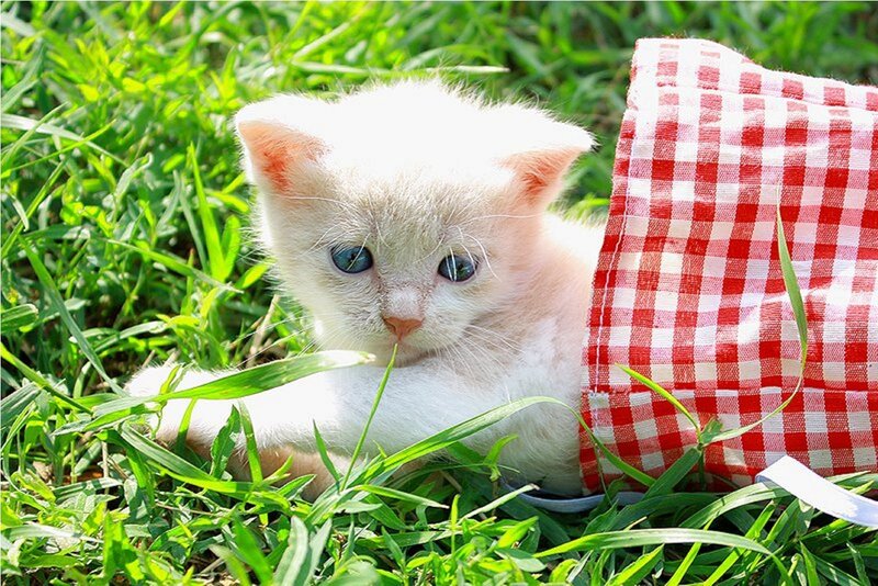 White Kitten in Grass — Green, Calm, Afternoon