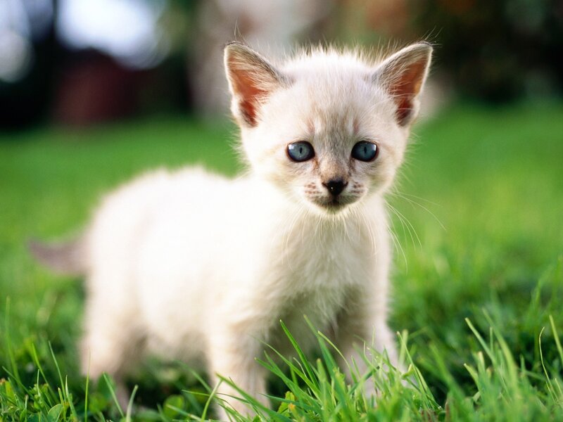 White Kitten in Grass — Green, Calm