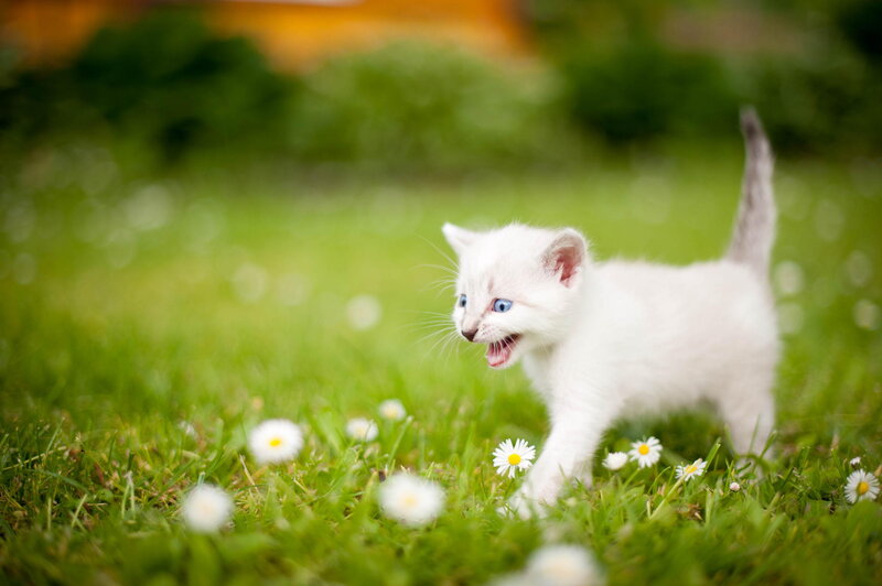 White Kitten in Grass — Green, Playful
