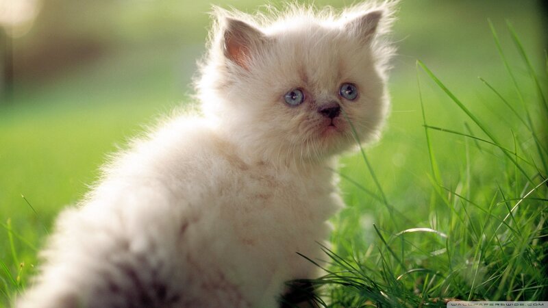 White Kitten in Grass — Green, Serene, Afternoon