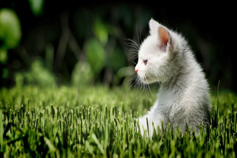 White Kitten in Grass — Green, Serene