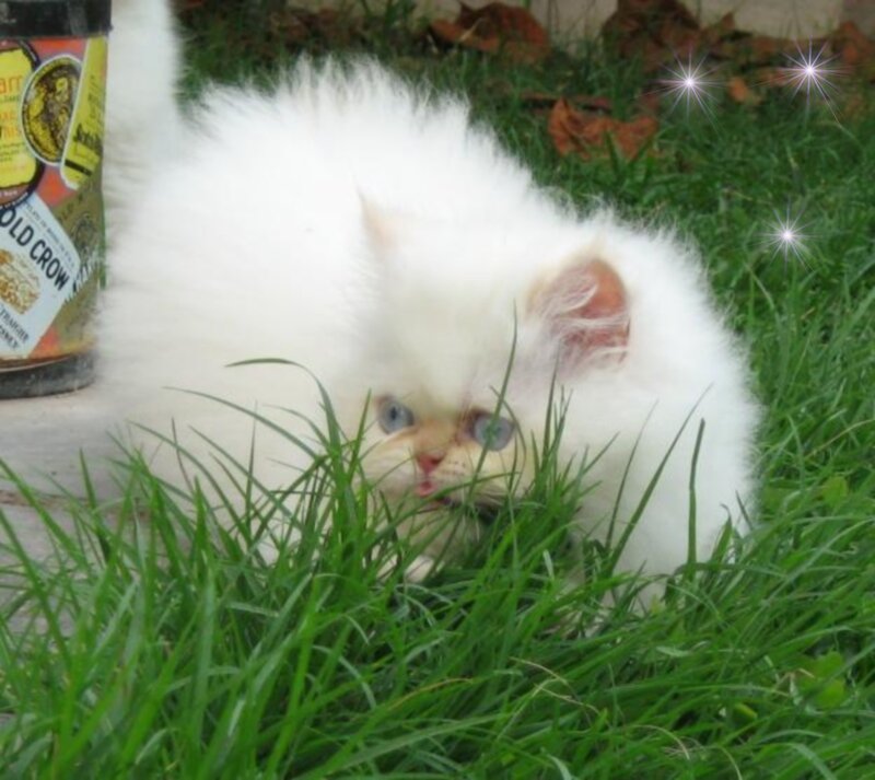 White Kitten in Grass — Playful, Summer