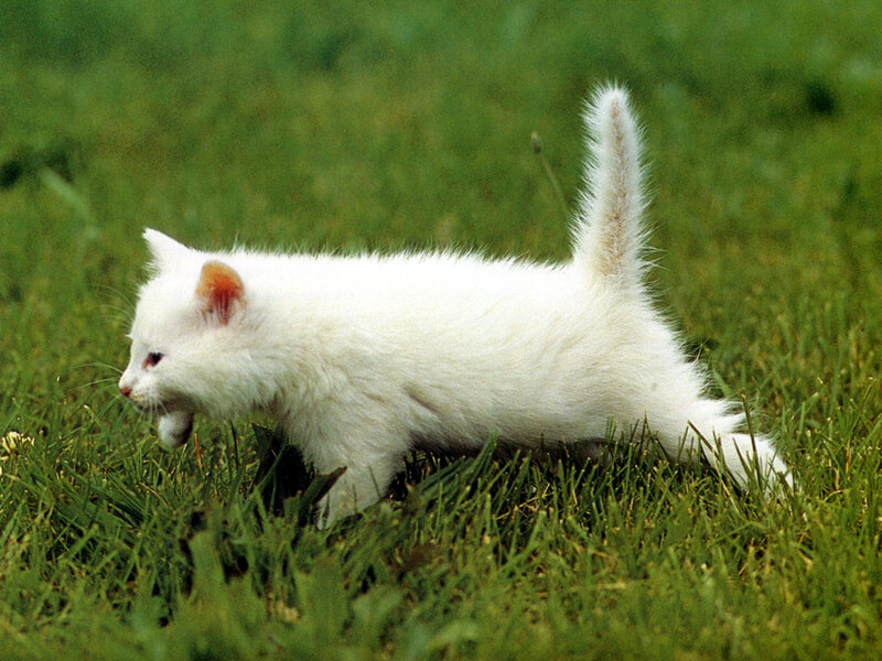 White Kitten in Grass — Playful