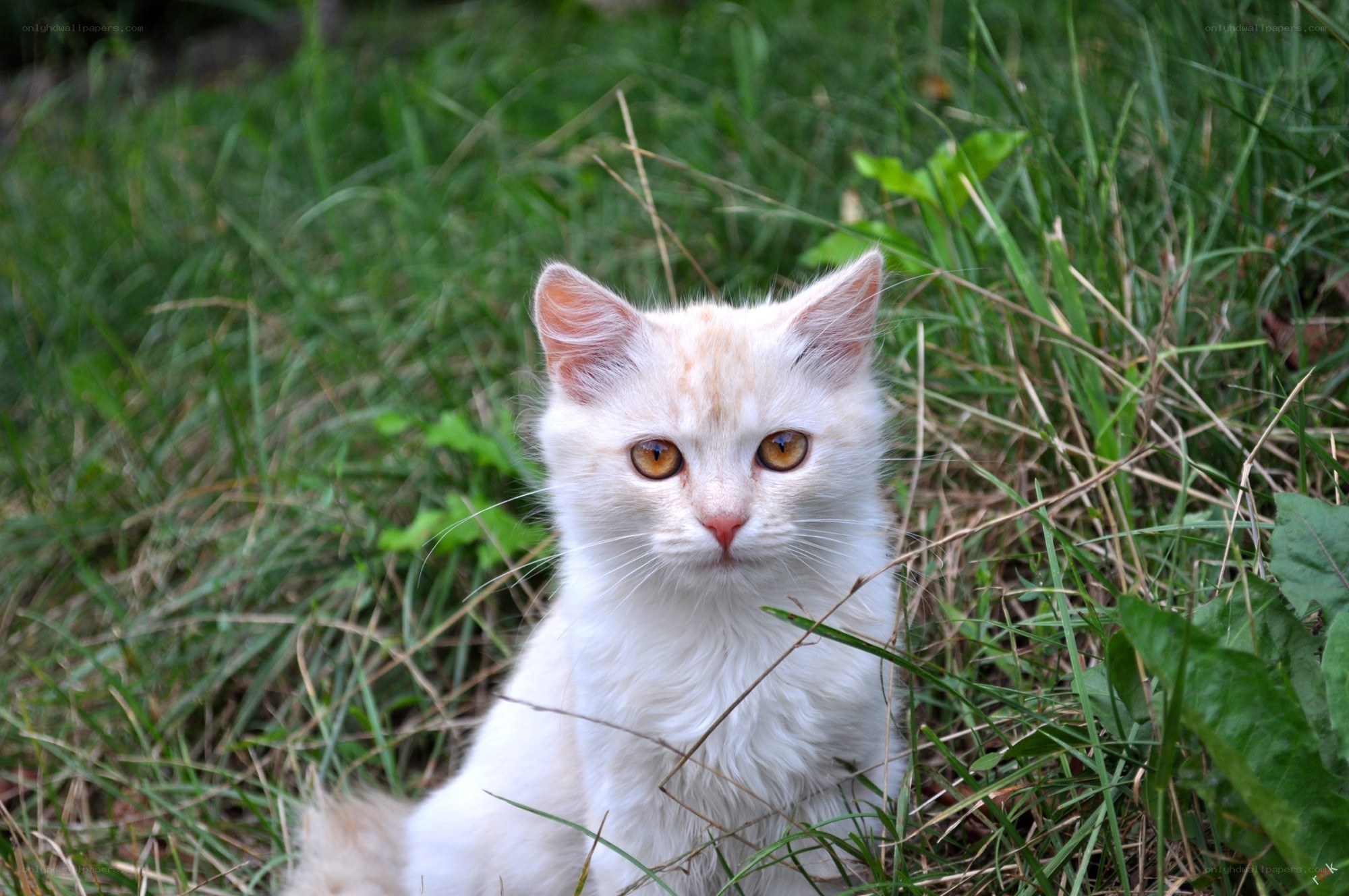 White kitten in grass