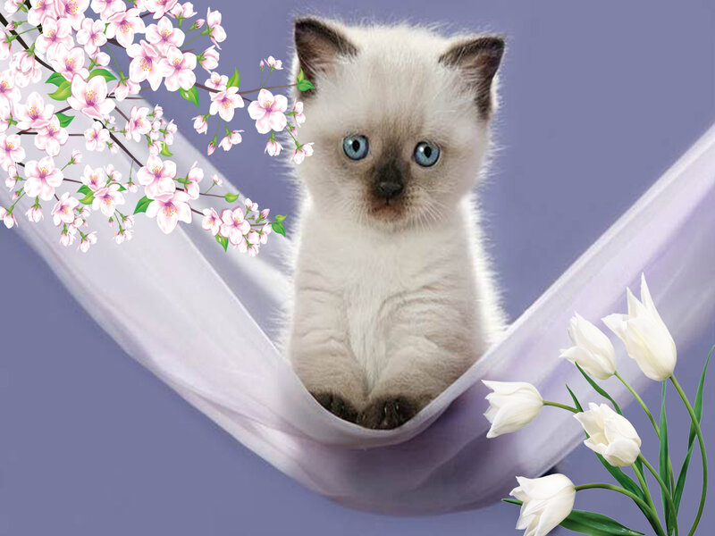 White Kitten in Hammock
