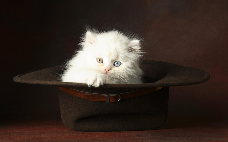 White Kitten in Hat — Brown, Dramatic, Photograph, Table