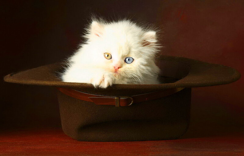 White Kitten in Hat — Brown, Dramatic