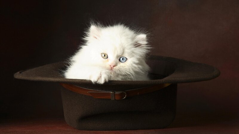 White Kitten in Hat — Brown