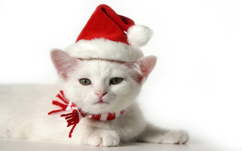 White Kitten in Hat — Calm, Photograph