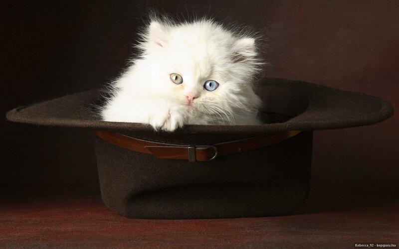 White Kitten in Hat — Dramatic, Photograph, Cat