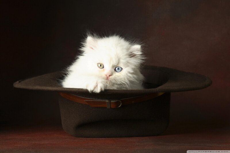 White Kitten in Hat — Dramatic