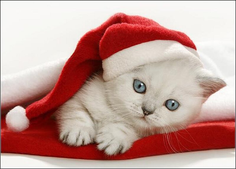 White Kitten in Hat — Red