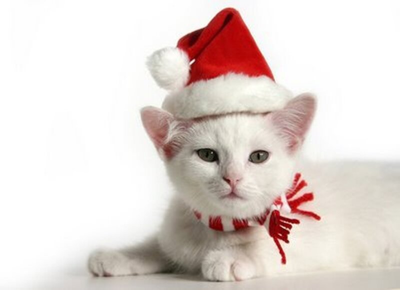 White Kitten in Hat