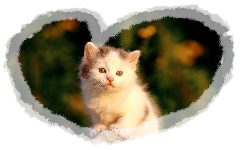 White Kitten in Heart Frame