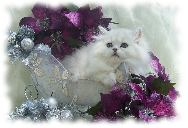 White kitten in holiday sleigh