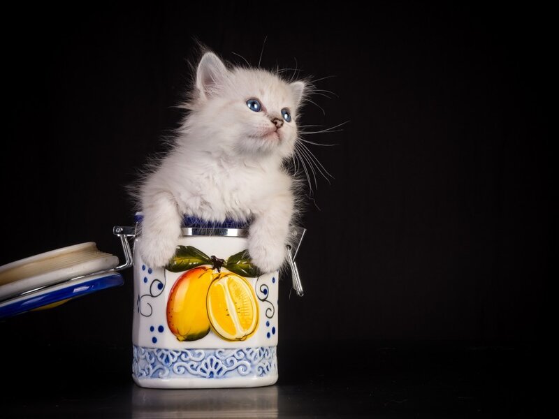 White Kitten in Jar — Curious