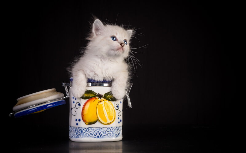 White Kitten in Jar