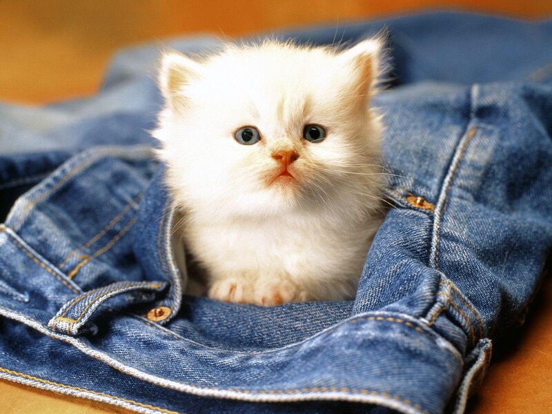 White Kitten in Jeans — Blue