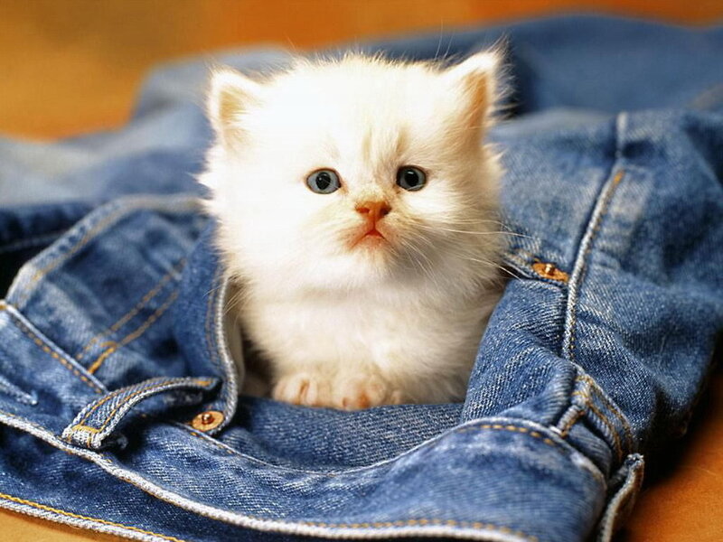 white kitten in jeans pocket