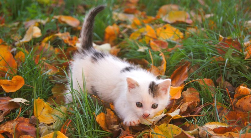 White Kitten in Leaves — Calm, Autumn