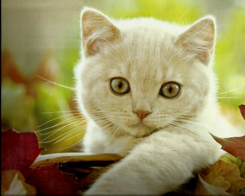 White Kitten in Leaves — Calm