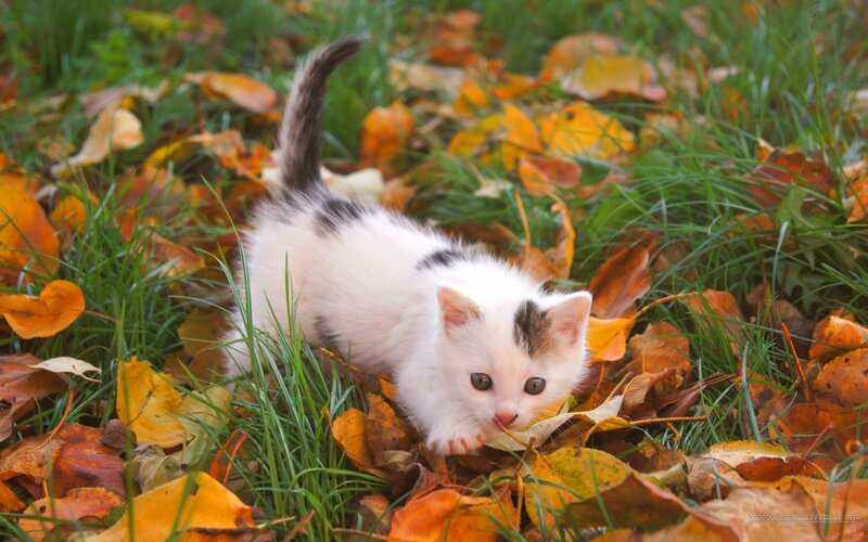 White Kitten in Leaves — Green, Calm, Autumn
