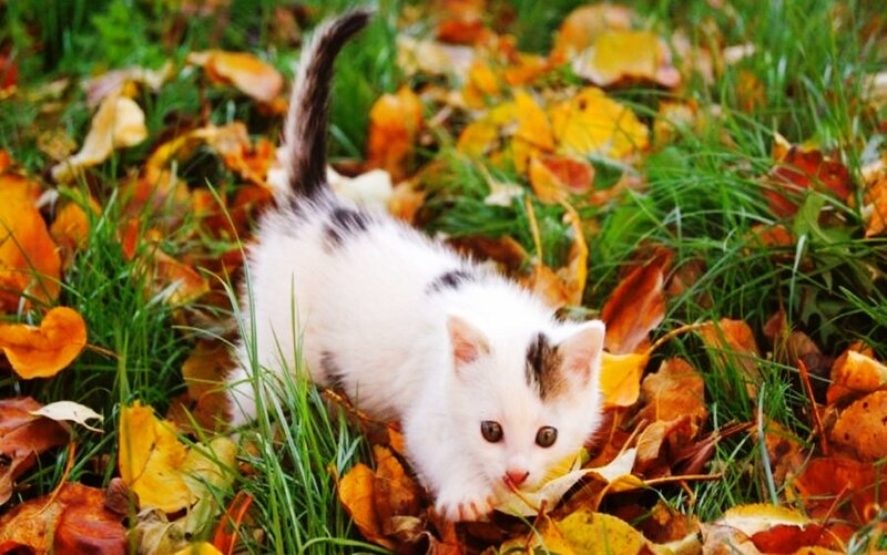 White Kitten in Leaves — Green, Calm