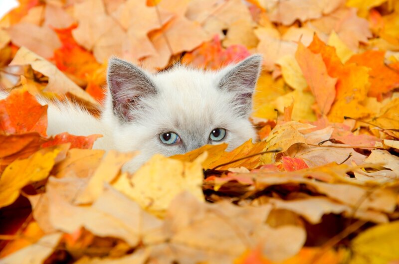 White Kitten in Leaves — Orange