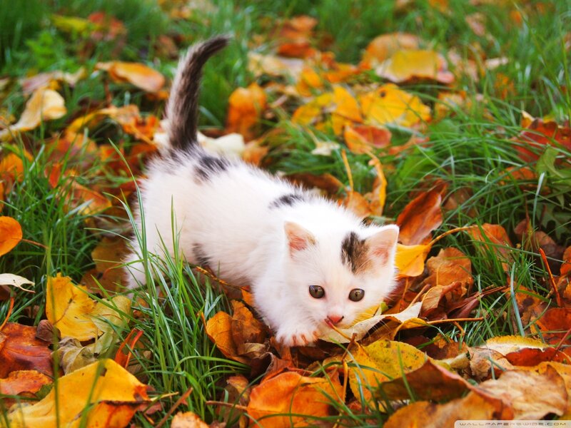 White Kitten in Leaves