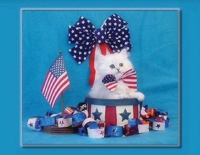 White Kitten in Patriotic Box