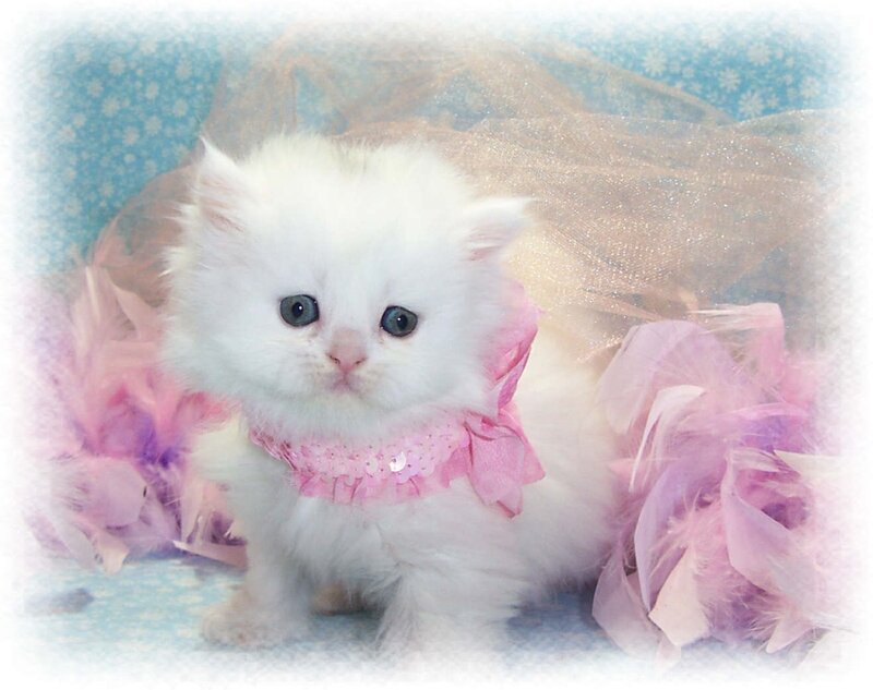 White Kitten in Pink Dress — Cute, Photograph, Pink Feathers